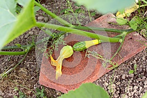 House tile beneath ornamental gourd for protection