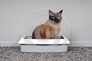 House-trained cat sitting in cat toilet or litter box