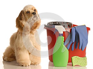 House training a dog