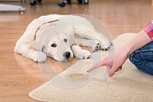 House training of guilty puppy