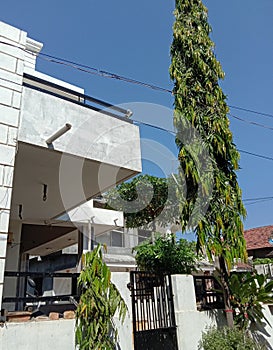 A house tree bulding roof