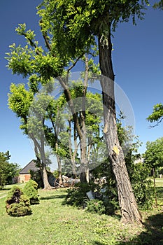 House and trees