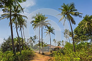 House in the tropical jungle