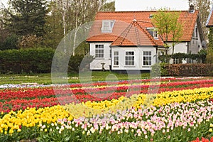 House with tulipfield