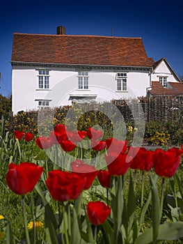 House and Tulips