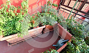 House with an urban vegetable garden and flower pots with tomato