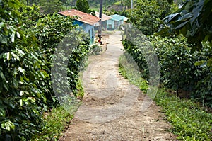 House in a Vietnamese village on a coffee plantation. Toning