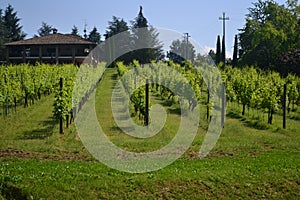House in a vineyard