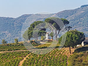 House in the vineyard - Villafranca del Bierzo