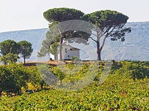 House in the vineyard - Villafranca del Bierzo