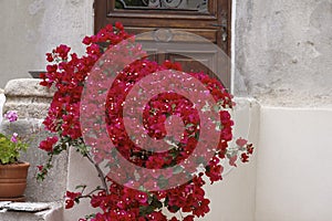 House wall in St-Florent (Saint-Florent) with Bougainvillea glabra, Corsica, France photo