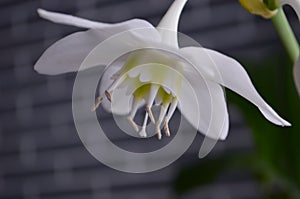 House white flowers of eucharis amazonica