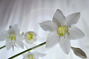 House white flowers of eucharis amazonica