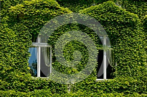 House windows with green overgrown ivy