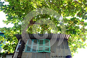 House with wooden window overshadow by big Terminalia catappa tree