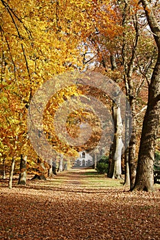 House in the woods with autumn