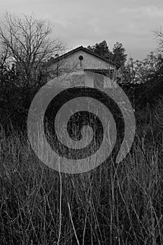 House in the woods and overgrown plants