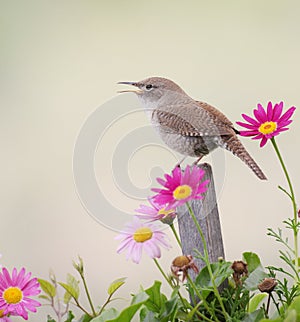 House Wren