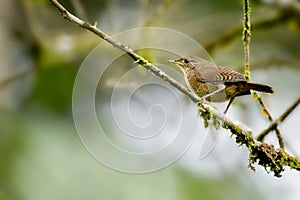 House wren