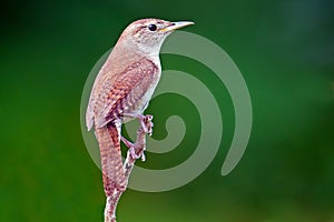 House Wren