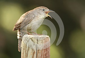 House Wren