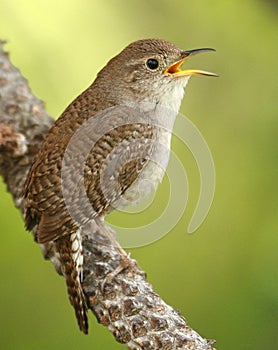 House Wren photo