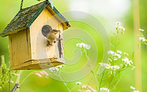 The House Wren.