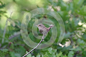 House Wren