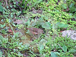 House wren, also know as "corruira" in the grass. Also known as Troglodytes aedon. Shot in Ilhabela, Sao Paulo, Brazil.