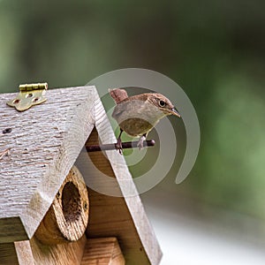 House Wren on Birdhouse