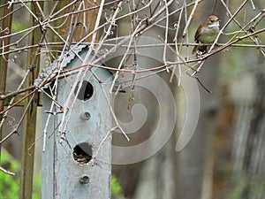 House wren building nest in nestbox