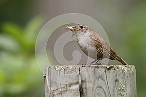 House Wren with a Caterpillar in its Beak