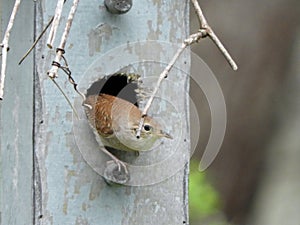 House Wren exiting nestbox after bringing in twigs