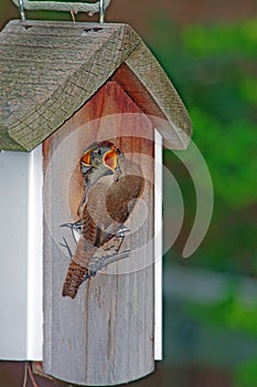 House Wren feeding young at birdhouse in Spring photo