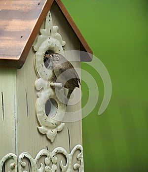 House wren nesting