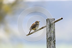 House Wren On Perch