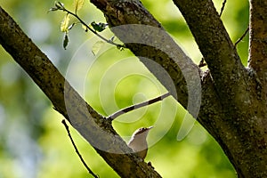 House Wren Sitting on Pussy Willow Tree