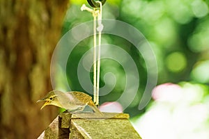 House Wren squawking on top of bird house