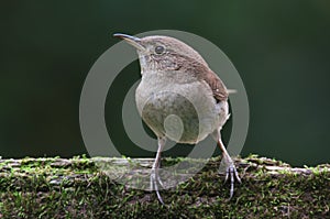 House Wren On A Stump photo