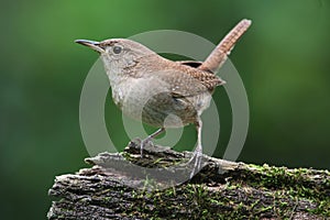 House Wren On A Stump