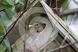 House Wren (Troglodytes aedon).