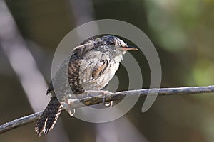 House Wren troglodytes aedon