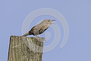 The house wren (Troglodytes aedon)