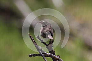 House wren (Troglodytes aedon)