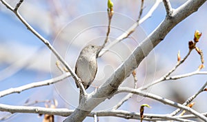 A House Wren Troglodytes aedon Perched in a Budding Aspen Tree with a Blue Sky Background