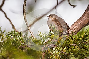 House Wren Troglodytes aedon sitting on a cedar branch