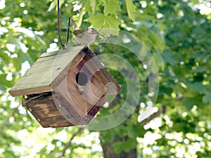 House wren on wren house