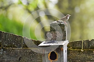 House Wrenl On Birdhouse Eathing Sunflower Seeds