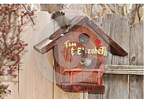House Wrens prepare to nest