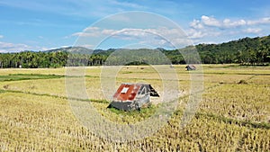 A house among the yellow paddy fields in the green countryside